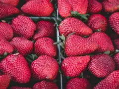 Sample: crates of fresh strawberries